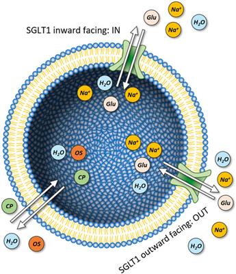 Modeling of SGLT1 in Reconstituted Systems Reveals Apparent Ion-Dependencies of Glucose Uptake and Strengthens the Notion of Water-Permeable Apo States